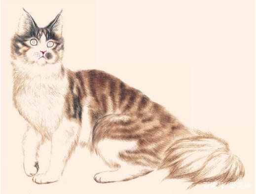工笔猫技法：土耳其安哥拉猫的画法