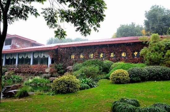 全国品茶地图与文化探秘 千年茶事的风味解读