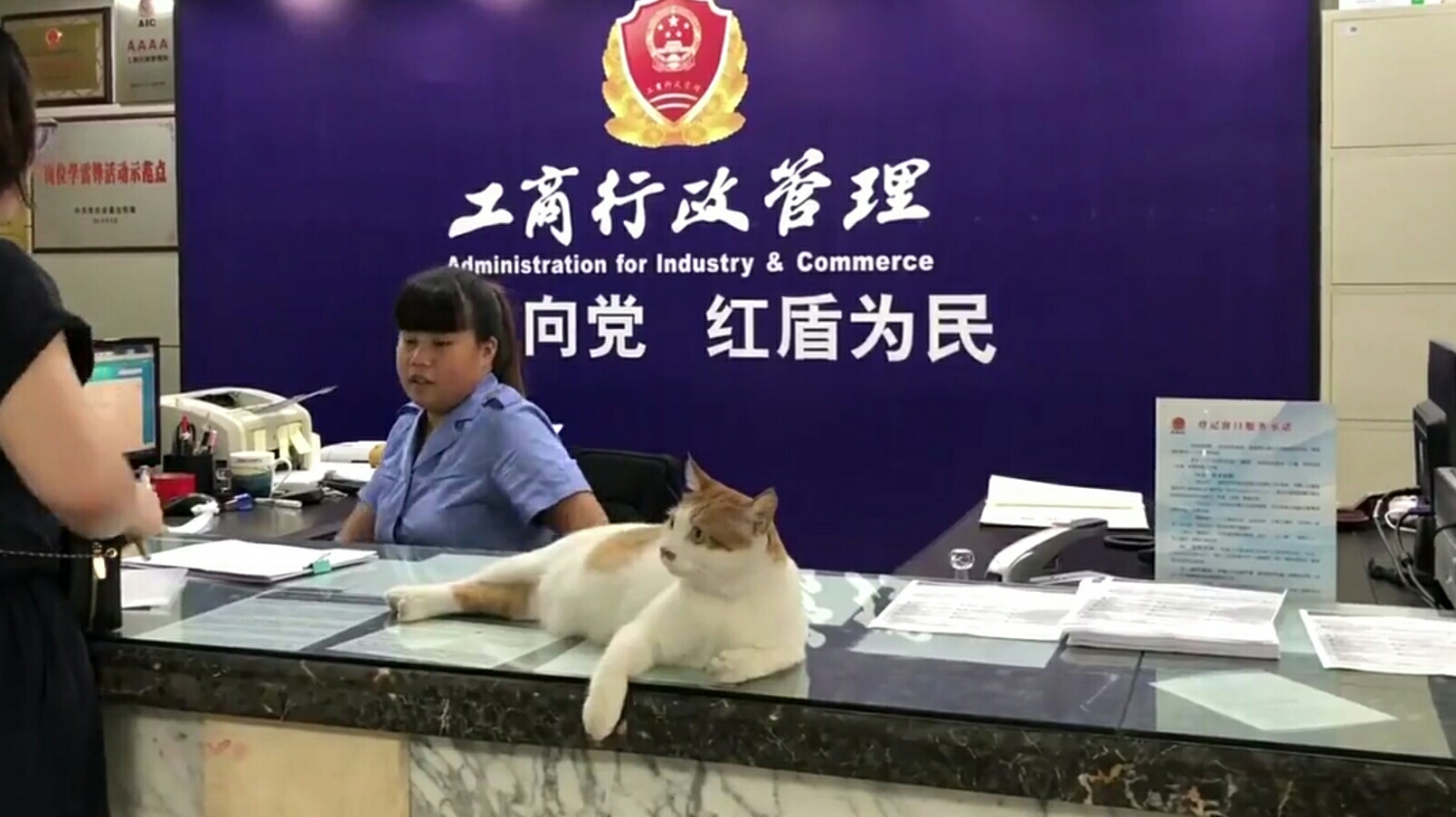工商所将一只猫载入员工手册 职位“群众调解员”