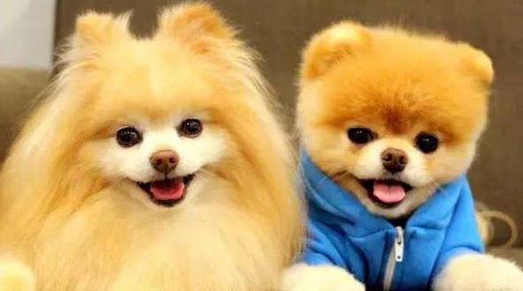 兽医劝告：不要这样养“博美犬”，不然它的寿命最少短5年！