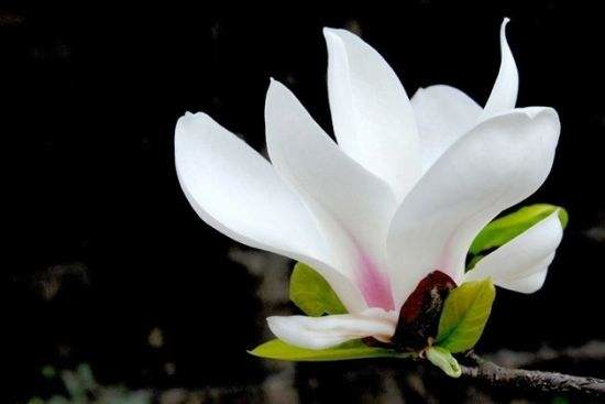 玉兰花诗词精选一十七首微风吹送玉兰香,兴味由来静处长 玉兰花诗词精选一十七首 微风吹送玉兰香,兴味由来静处长