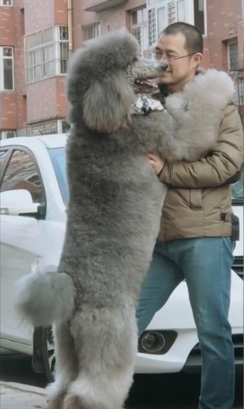 七十多斤的巨贵不肯走下山，主人卯足了劲将其抱下山，直喊遭罪|狗子|狗狗 