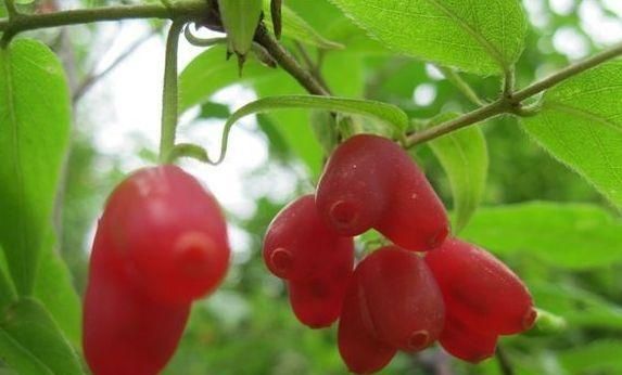 农村一种心形水果,人称“相思果”,40元一斤,有农民靠它致富|相思果|水果