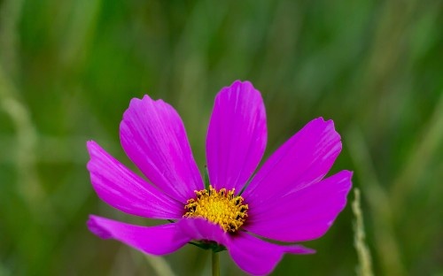 十二生肖智商排行榜_12生肖中,智商极高,有勇有谋的4大生肖