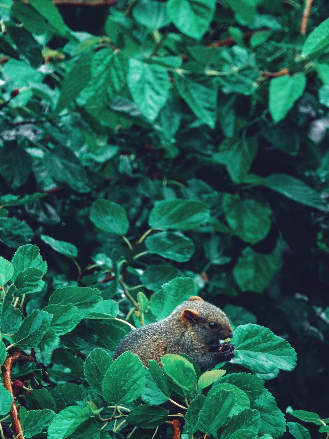 陰雨天，沒有大理藍(lán)，美的就低調(diào)一點