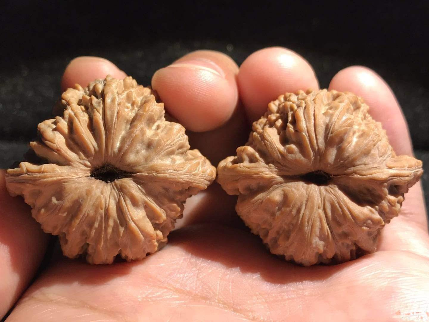 细聊绣球狮子头 这种核桃玩不红就弃坑吧