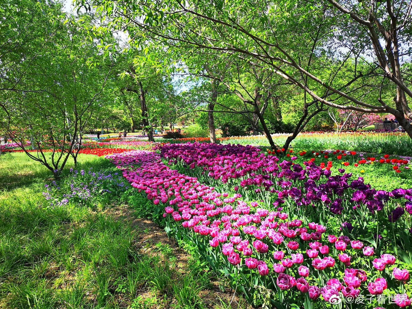 植物園郁金香開得如癡如醉