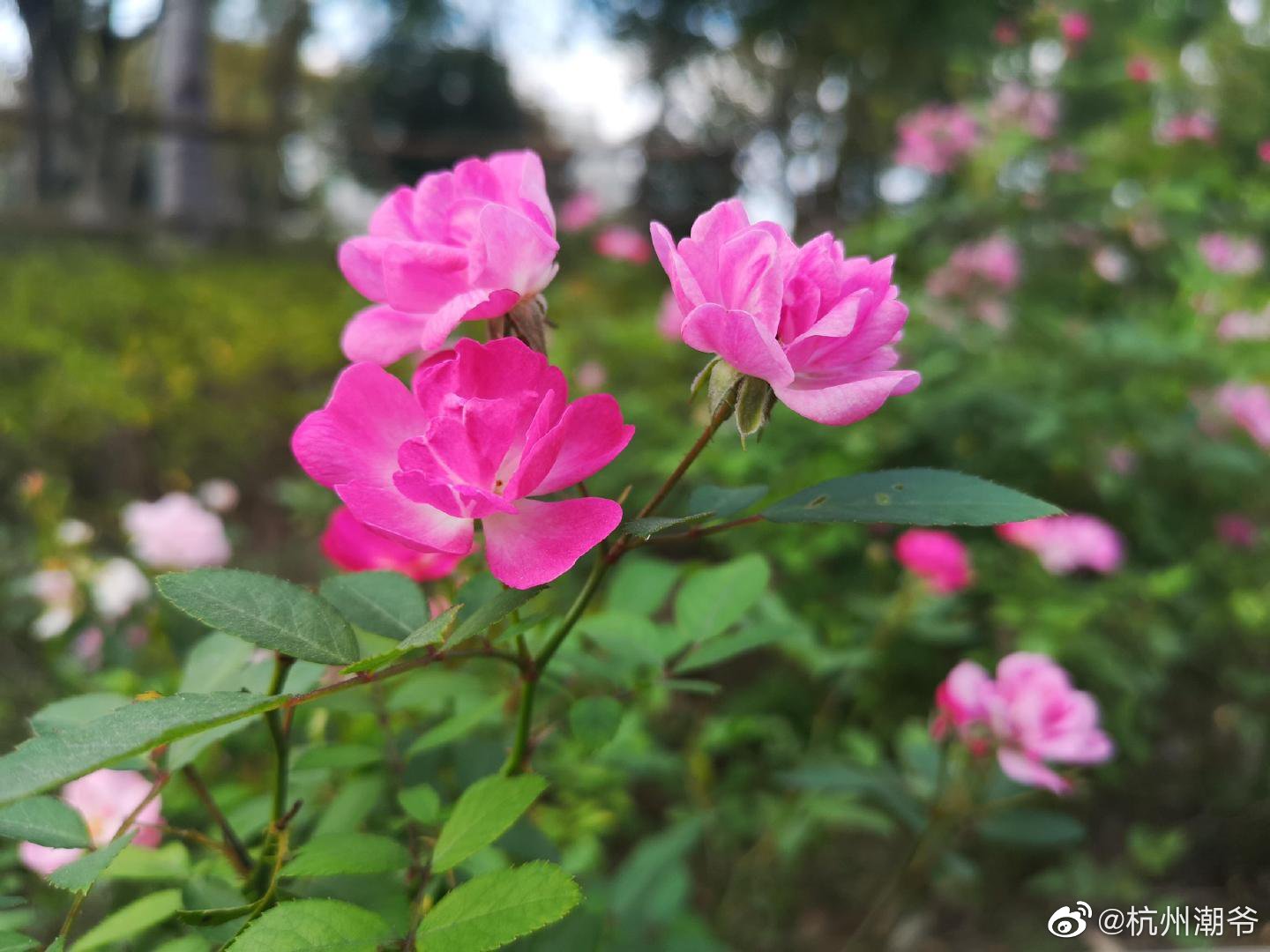 秋日的钱塘绿道花开如画