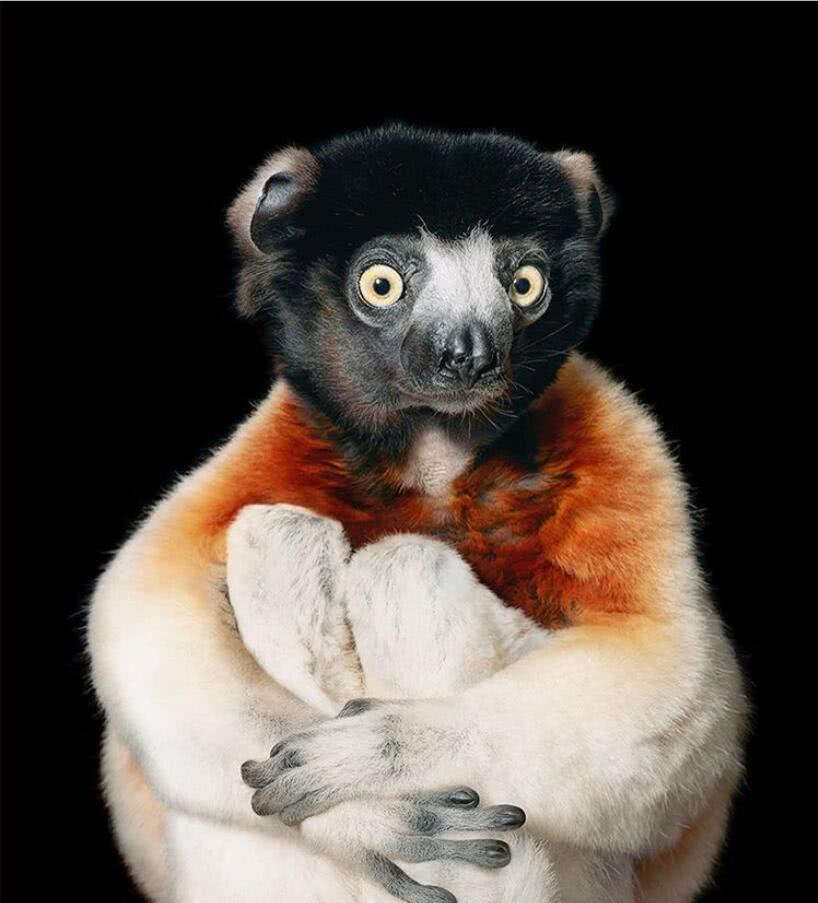 五种曾遍布中国，却惨遭灭门的物种，第一种看起来就是...