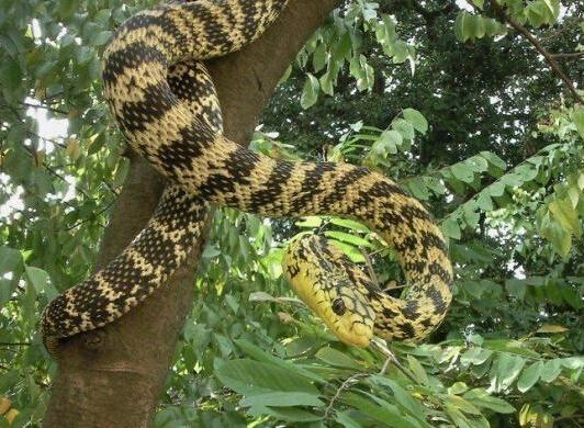 王锦蛇，也叫黄蟒蛇菜花蛇等，是一种体型比较大的无毒蛇!