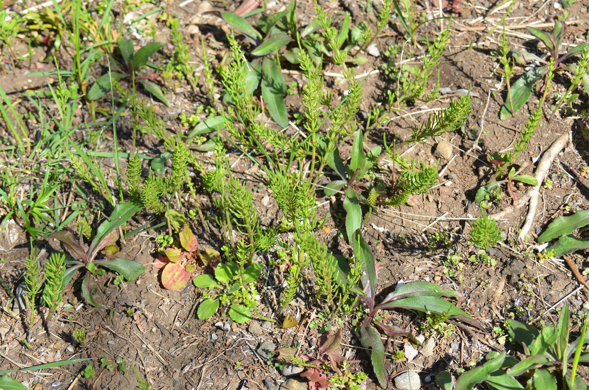 农村一草叫“吸金草”，体内含有黄金，价值极高，晒干了20元一斤