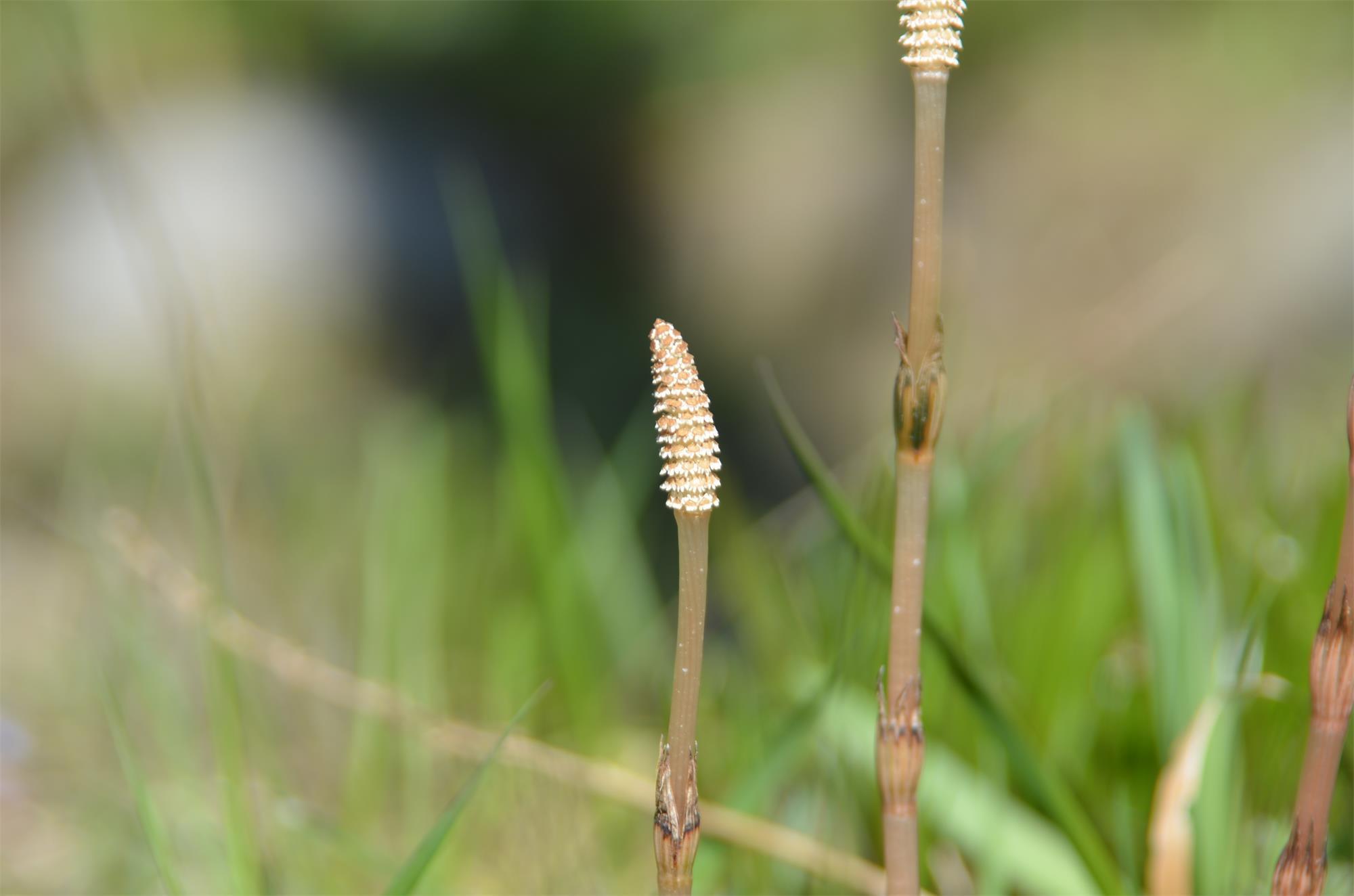 农村一草叫“吸金草”，体内含有黄金，价值极高，晒干了20元一斤