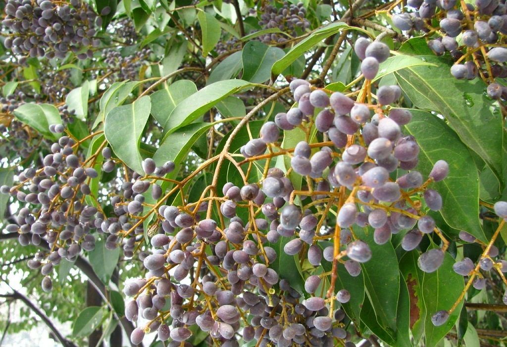 这种补肾的良药,对腰酸、遗精、盗汗、消渴等症效果良好!