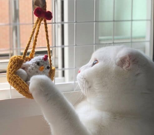 萌宠头像大合集,怎么办对这些小动物就是没有抵抗力!