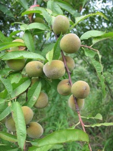 老毛桃u盘启动盘制作