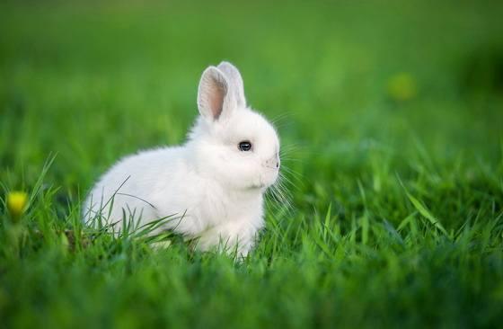 兔兔那么可爱,怎么可以吃兔兔
