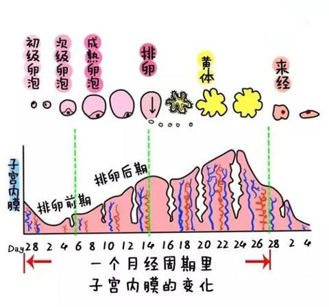 泰国试管婴儿：子宫内膜的厚度有什么定义？