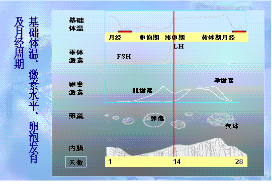 泰国试管婴儿：子宫内膜的厚度有什么定义？