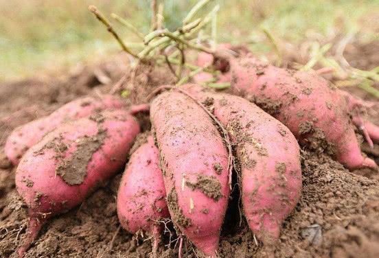 女人每天吃红薯,减肥抗衰老,医生提醒:这3种吃