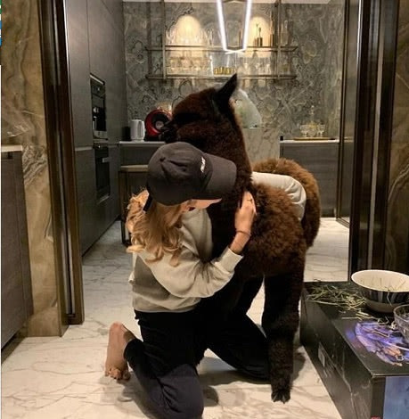 王思聪被曝花4万元买羊驼送身边美女,网友:有