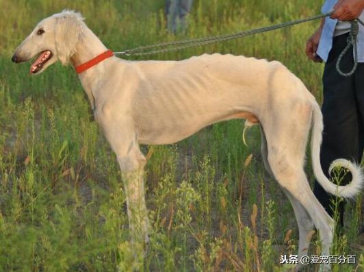 中国细犬,古老而独特的狗狗,就快灭绝了|细犬|灵缇犬|狗狗_新浪网