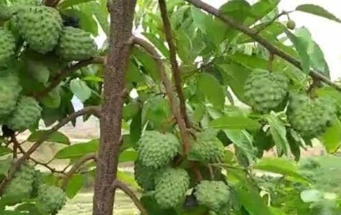 农民种植的假“荔枝”，亩产5千斤，每斤30元，年赚几十万！