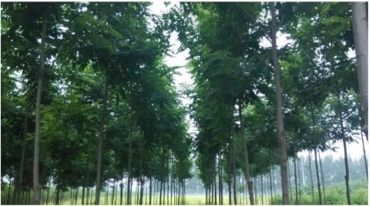 农村大量种植泓森槐,造就农村新局势