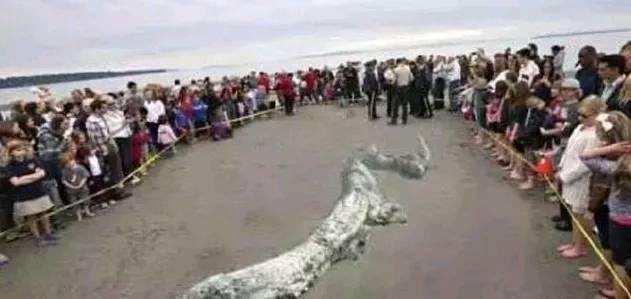 龙真的存在吗?这些事件又该如何解释呢