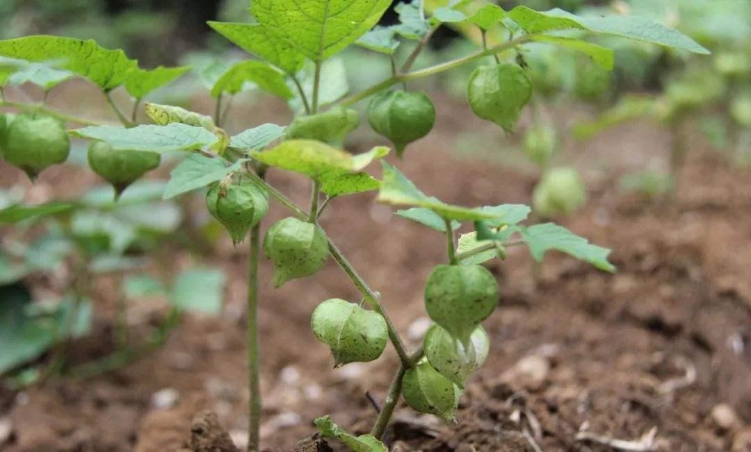 长得像灯笼的野草,人称“天泡子”农村野外常见,可清热降火