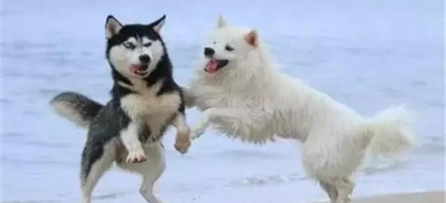 二哈打架输了回家哭