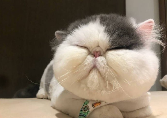 带字胖猫的图片