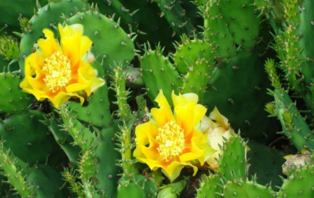 见过吃仙人掌的,没见过这么吃仙人掌的,当地人