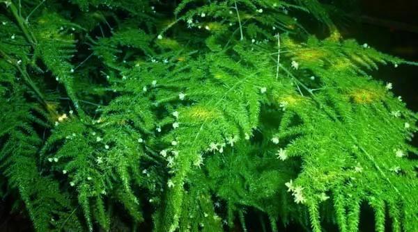 常给文竹喝5种水,文竹长成瀑布,且绿油油不黄