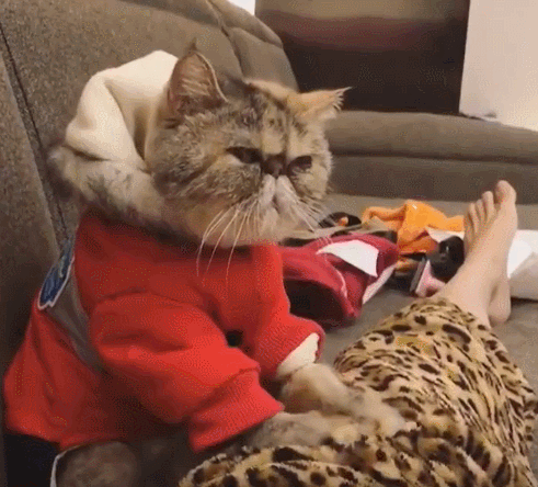 壁纸 动物 猫 猫咪 小猫 桌面 491_444 gif 动态图 动图