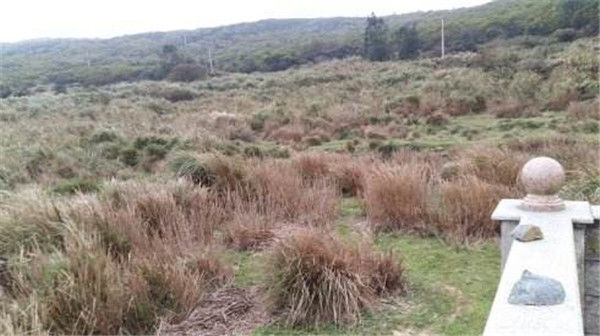 承包500亩地种植红薯,一亩地租金1000元,前景