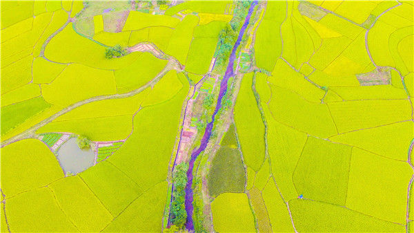 航拍广东水稻丰收壮观田野,尤如秋天童话