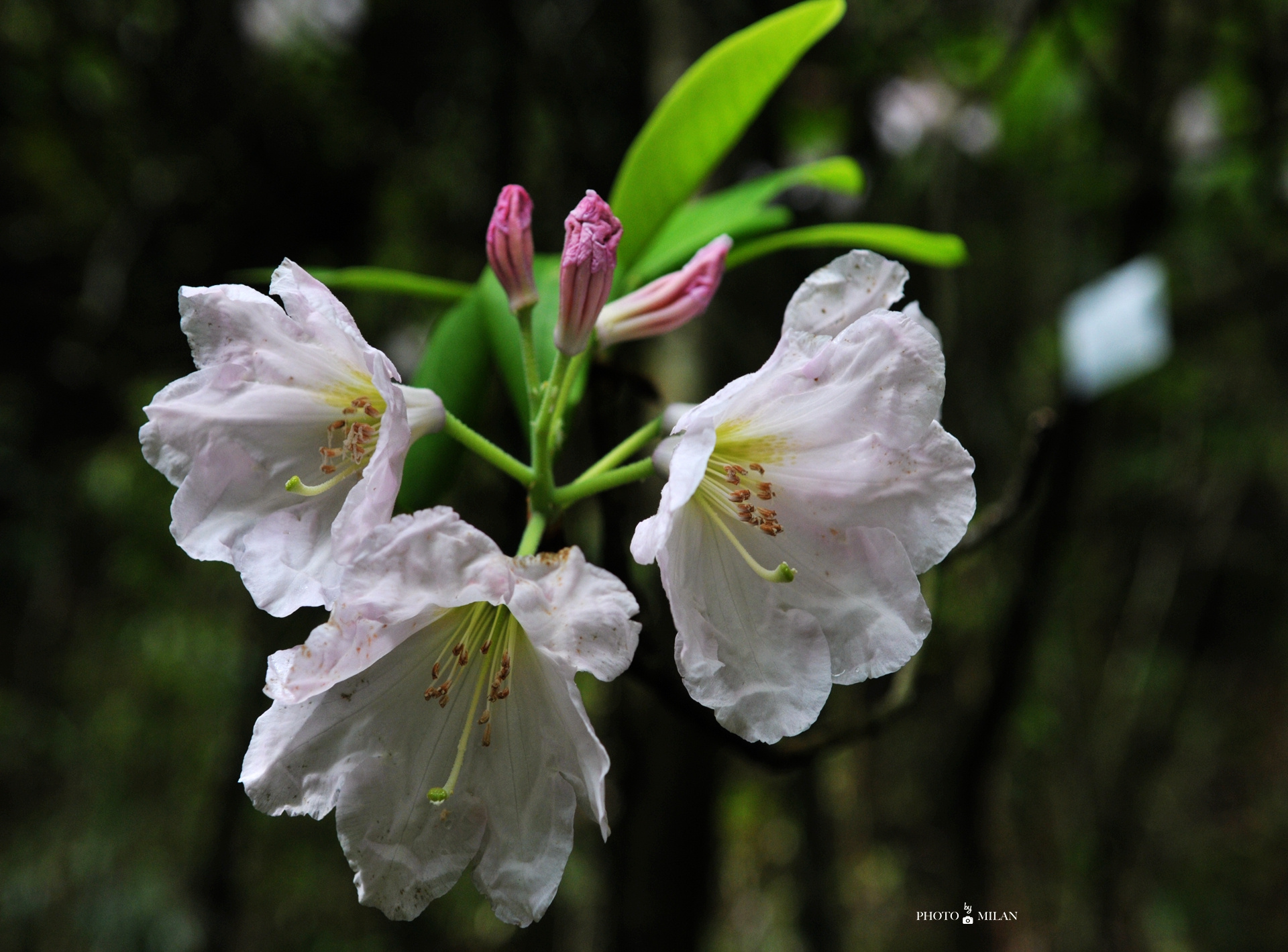 山杜鹃花 重游老电影取景地 300万年前冰窖遗迹