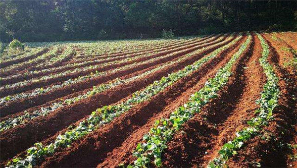 承包500亩地种植红薯,一亩地租金1000元,前景