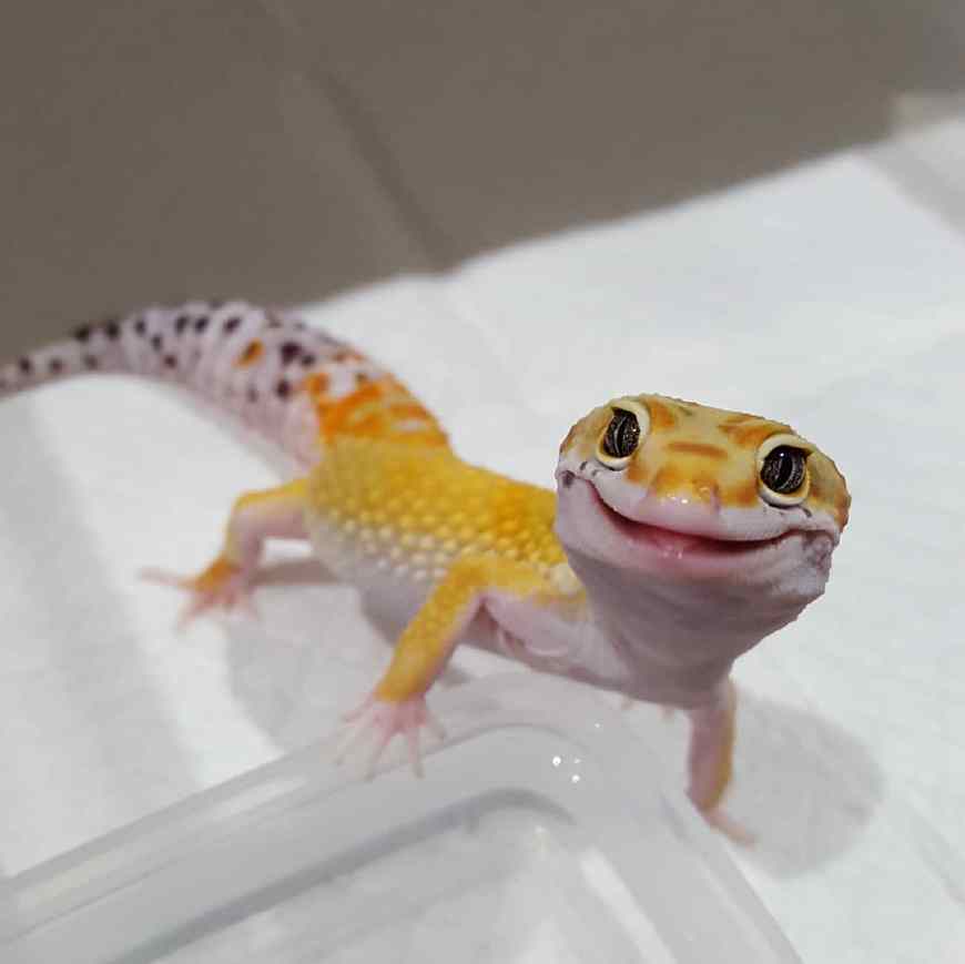 神奇的守宫砂是这样炮制的！它真能验明女子的贞洁？...