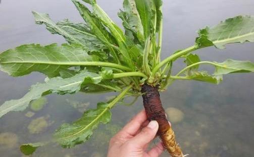 这种“萝卜根”切开是黄金色,作用真不少,俗称“金不换”!|血三七|野草