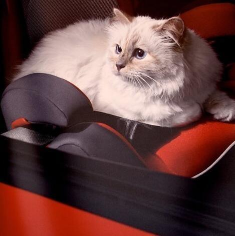 13亿欧元遗产给猫,老佛爷成为历史上最极致铲