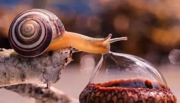 7个"挺有意思"的冷知识:世界真的很神奇,蜗牛的牙齿多