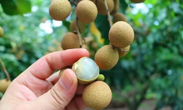 龙眼吃完核别扔，一斤20元，磨粉入药有妙用，适合这些症状的人