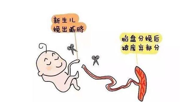 剪脐带可不是简单一剪就完事了,风险和学问并存!