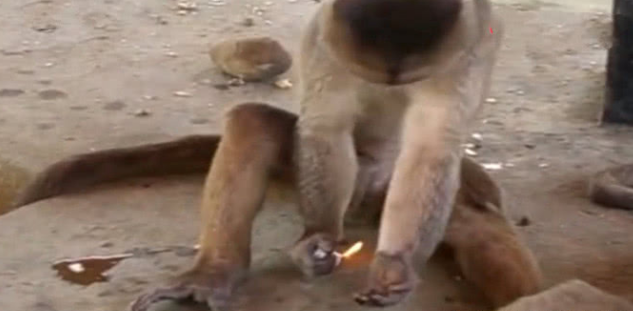 第一次玩打火机猴子,低头就去烧自己毛,随后一幕让人笑喷!