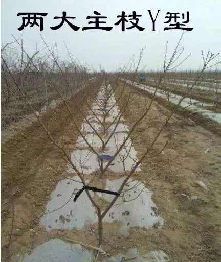 浅述桃树三种简约实用树形及整形要点!