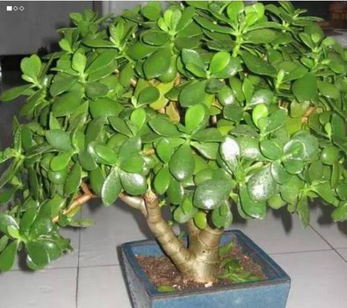 “玉树”这么养，枝条粗又壮，能活几十年，转眼成老桩！