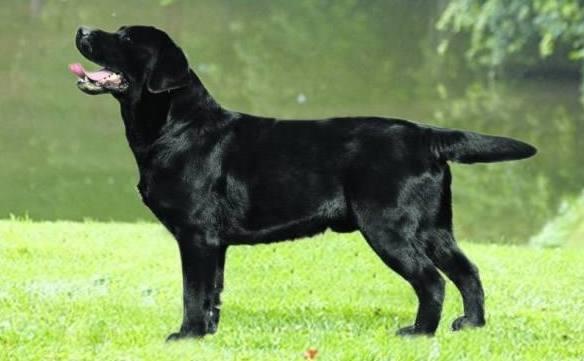 拉布拉多的3个级别,很多人都不信自己的是串,这次总算看明白了