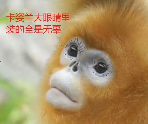 每帧都是表情包超萌