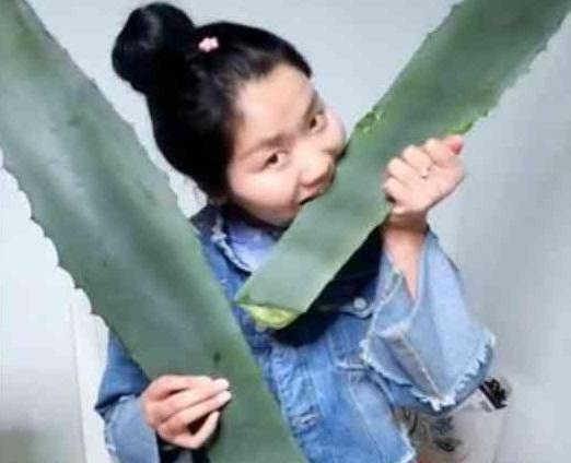 网红误食“芦荟”差点送命,这6种常见有毒植物,你家有吗?